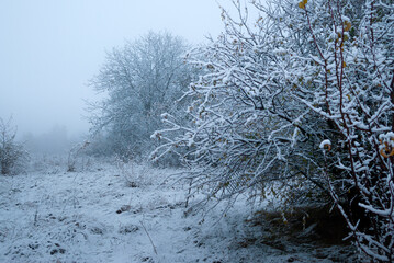 Wintere landscape with the road to forest, christmas mood.Cold and foggy weather over the road.Cold colors on picture, grass and trees around.