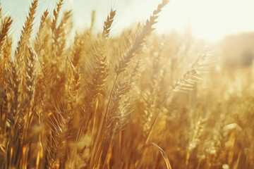 Obraz premium Textured golden wheat field, dense stalks swaying under the sunlight with fine natural details, warm and lush