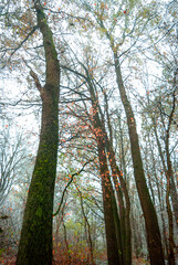 Winter forest with frozen branches,landscape photo in forest,snow covered trees.Leaves on the ground.Misty foggy and cold weather on the picture,wild nature in Ukraine , photoshoot in woods