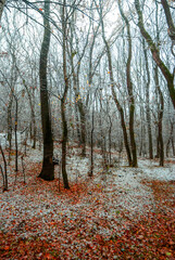 Snow covered trees in the beautiful autumn forest, snow at the autumn time. landscape in the woodlands.Trees with fog and mist weather, yellow and orange leaves on the ground,frozen time 