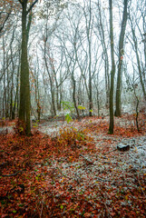 Snow covered trees in the beautiful autumn forest, snow at the autumn time. landscape in the woodlands.Trees with fog and mist weather, yellow and orange leaves on the ground,frozen time 