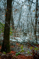Fototapeta premium Snow covered trees in the beautiful autumn forest, snow at the autumn time. landscape in the woodlands.Trees with fog and mist weather, yellow and orange leaves on the ground,frozen time 