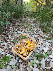 Panier de champignon de girolles fraichement ramassée dans un panier en osier suite à une cueillette  dans les bois de champignons sauvage jaune et blanc  sur un chemin 