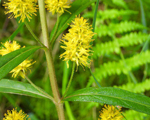 Lysimachia thyrsiflora | Tufted Loosestrife | Native North American Wetland Wildflower