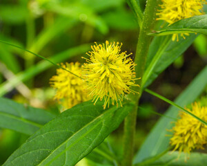 Lysimachia thyrsiflora | Tufted Loosestrife | Native North American Wetland Wildflower