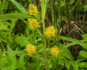 Lysimachia thyrsiflora | Tufted Loosestrife | Native North American Wetland Wildflower