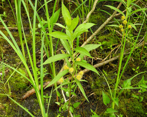 Lysimachia thyrsiflora | Tufted Loosestrife | Native North American Wetland Wildflower