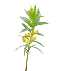 Lysimachia thyrsiflora | Tufted Loosestrife | Native North American Wetland Wildflower Isolated on White Background