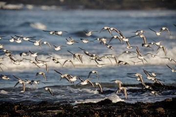 Sanderlings flock in flight