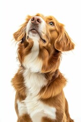Long-haired dog, reddish-brown, white chest, looking up.