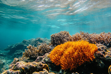 Rugged coral reef texture, vibrant orange and red formations with visible porous surfaces, underwater and exotic