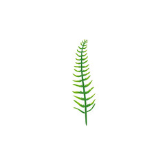 Delicate green fern frond with evenly spaced leaflets