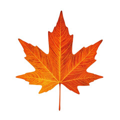 Vibrant orange sugar maple leaf with fiery tones and crisp edges