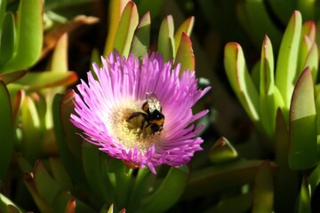 Bee on Bloom: Nature’s Vibrant Harmony
