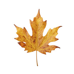 Fototapeta premium A golden brown elm leaf with a saw toothed edge and a curved tip