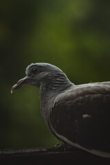A close-up of a gray pigeon with a soft, blurred green background. The sunlight creates a bokeh effect, highlighting the bird's fine details like its feathers and eye