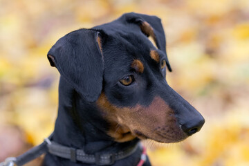 German Pinscher dog, black and tan, close-up portrait on yellow autumn background