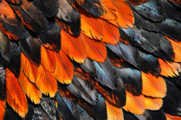Obraz premium Intricate butterfly wing close-up texture, shimmering iridescent scales in vivid orange and black patterns, delicate and vibrant