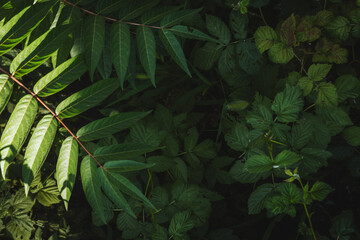a rich tapestry of green foliage, featuring vibrant, sunlight-drenched leaves against a dark backdrop, highlighting intricate textures and contrasts shades