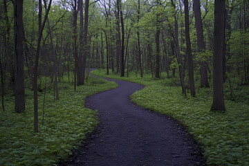 Fototapeta premium A winding path through the woods leading to an unknown adventure, with green leaves and tall trees lining both sides of it