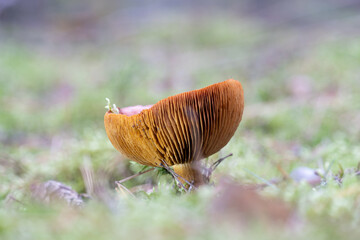 mushrooms in the forest