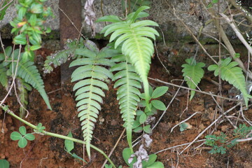 fern in the garden