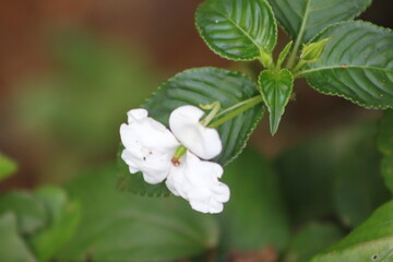 flowers in the garden