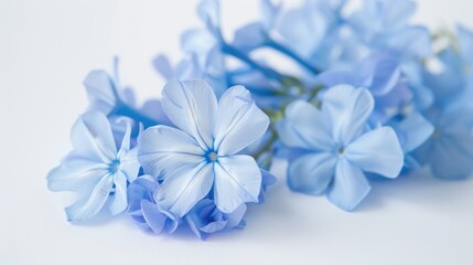 Obraz premium Small blue flowers of white plumbago in a close-up bouquet on a white background.