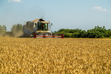 Fototapeta premium Agriculture machinery at work harvesting golden wheat during sunny day