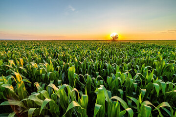 Vibrant corn field under blue sky at sunset