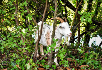 A Billy Goat in the park