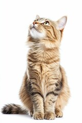 Obraz premium Long-haired tabby cat looking upward, isolated.