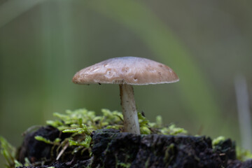 mushroom in the forest