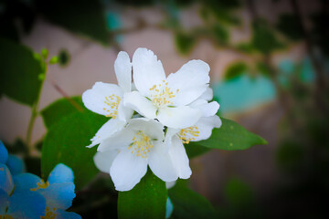 white cherry blossom
