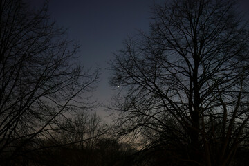 Obraz premium Calm and quiet night sky with silhouetted trees in Noord-Brabant, Netherlands