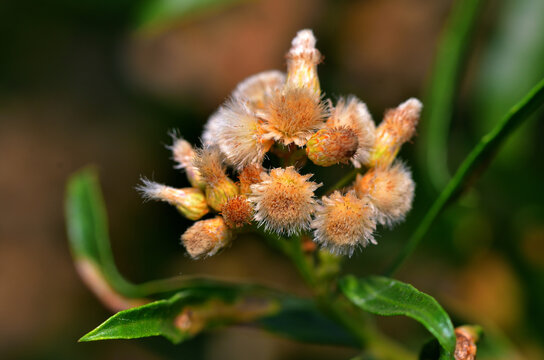 chilca flower, desert plant, argentine Patagonia
