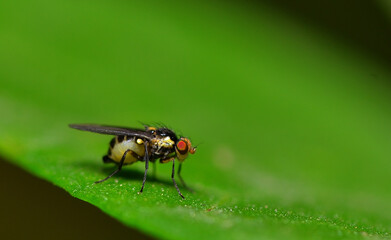 desert pollinating fly, argentine Patagonia