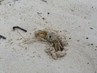 close-up of a sea crab, leaving the protecting hole in the sand beach and is scanning the surrounding for danger 