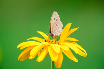 butterfly on yellow flower
