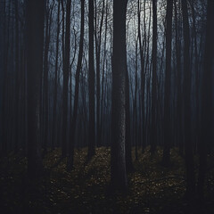 Mysterious Forest at Dusk