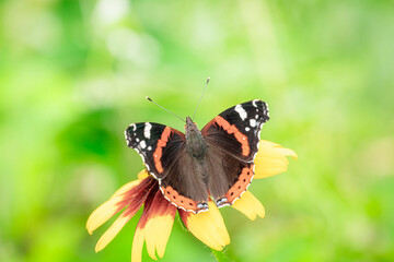 butterfly on a flower