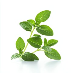 Obraz premium Fresh green leaves of oregano with a clean, minimalist background. Ideal for culinary and herbal themes, these vibrant leaves showcase nature's beauty and health benefits.