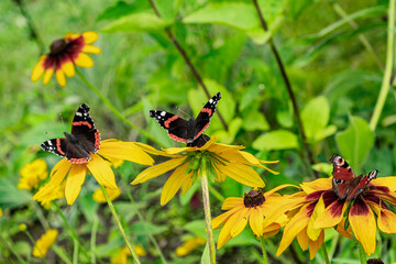 butterfly on a yellow flower