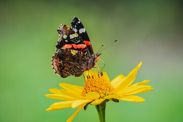 butterfly on flower