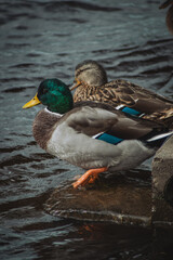 A male and female duck rest side by side on a rocky shore. The male has vibrant green feathers on his head, contrasts the female's mottled brown plumage, with rippling water behind them.