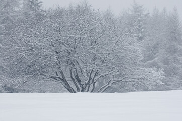 Albero nella neve