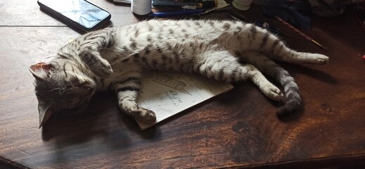 You are not getting any work done today, here I'll show you my belly  (Nino the kitty ñ, still sleeping on a notebook)
