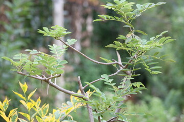 leaves on a branch
