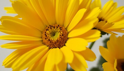 Vibrant yellow petals forming a beautiful bouquet, filled with natural charm.