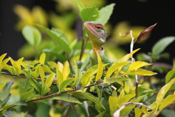 lizard on a branch